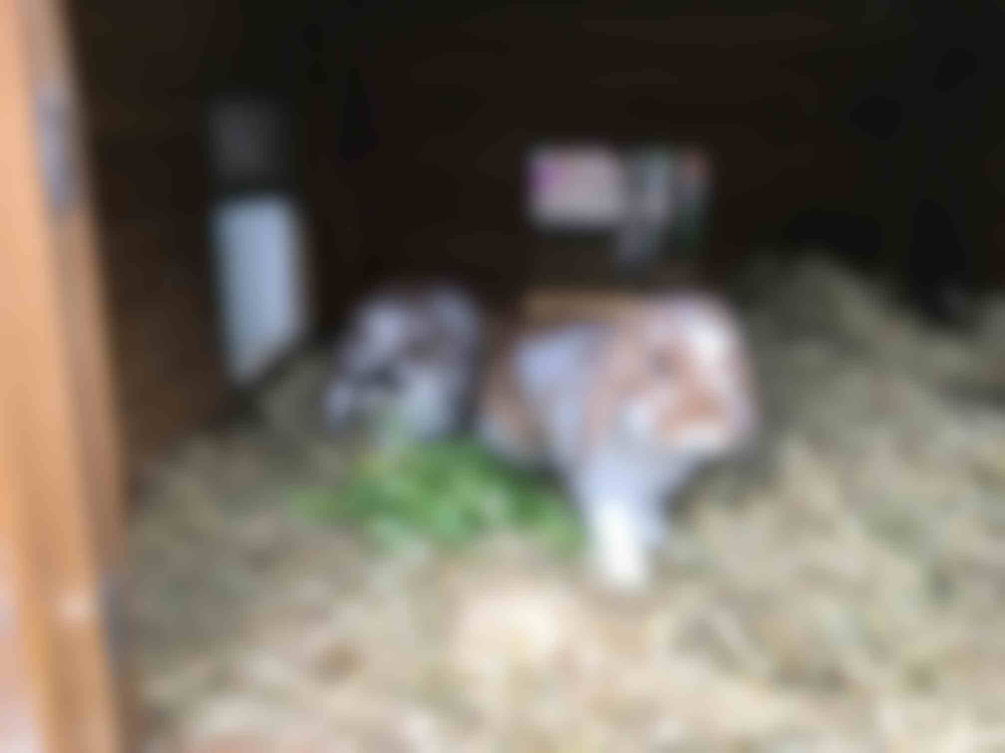 Dierverzorger konijnen