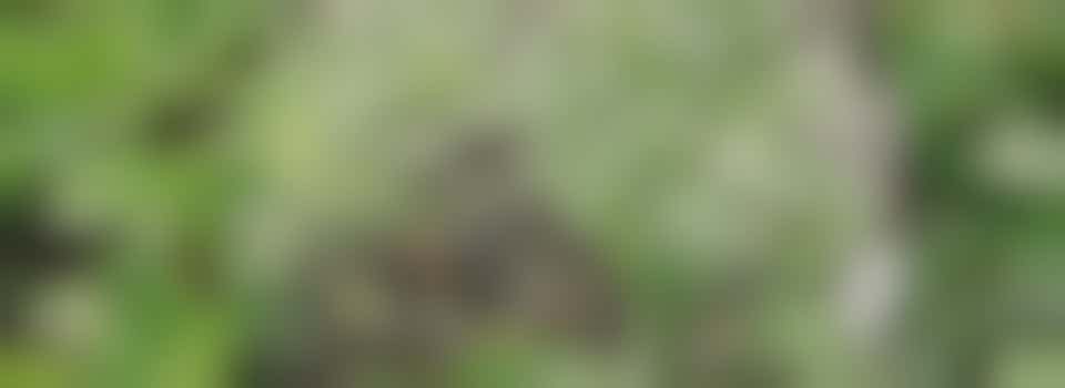 De (moes)tuin van de basisschool is op zoek naar jou!