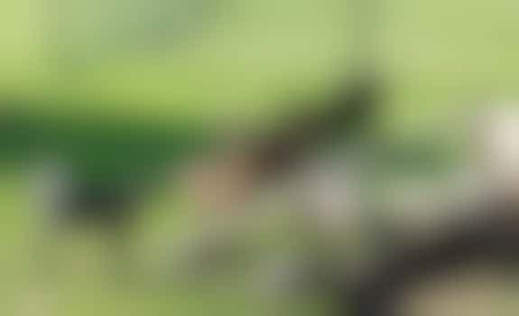 Animal meadow Casa Bonita