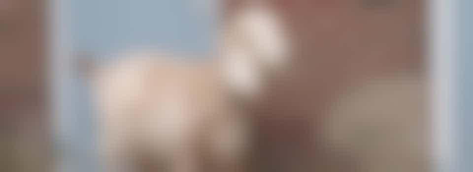 Hulp bij dierverzorging