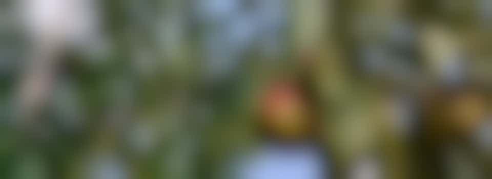 Verzorger voedselbos-fruitbomen en -struiken