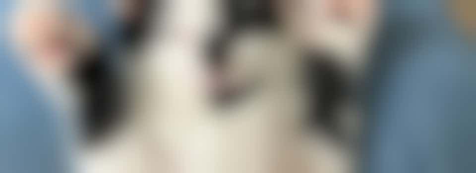 Vrijwilliger bij Kliniek Haags Dierencentrum