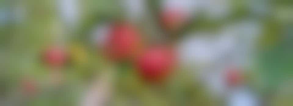 Orchard pruning event