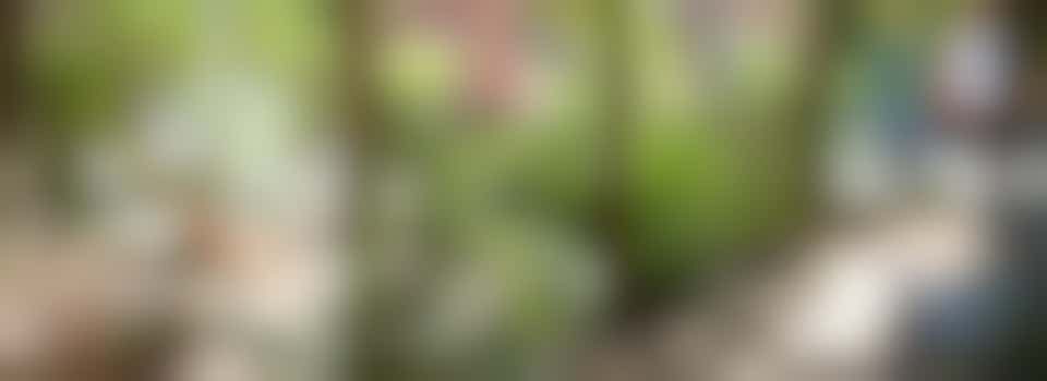 The Folk of Gloucester: Gardening team