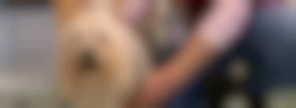 Pets as Therapy (PAT) Volunteer - North Walsham Hospital