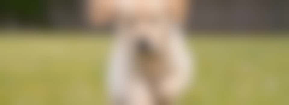 Virtual Puppy Raising Information Event