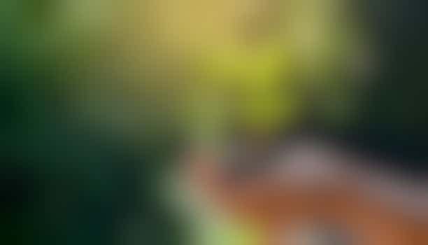 Content Creator (with video skills)