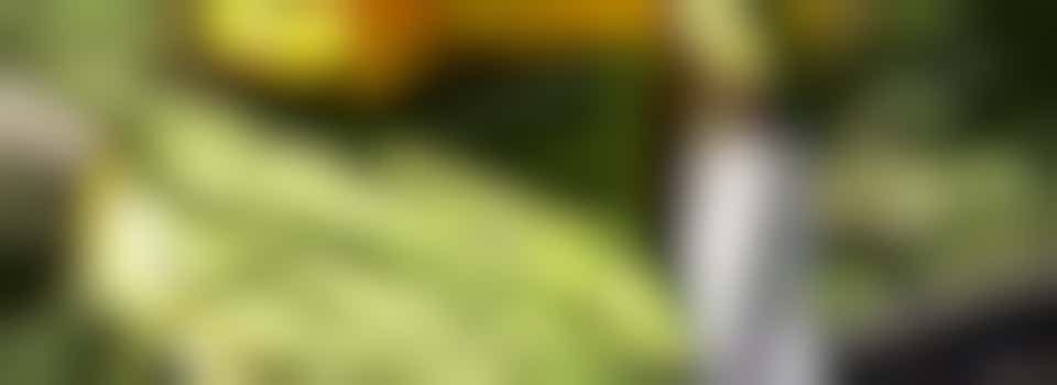 weekend volunteering opportunities