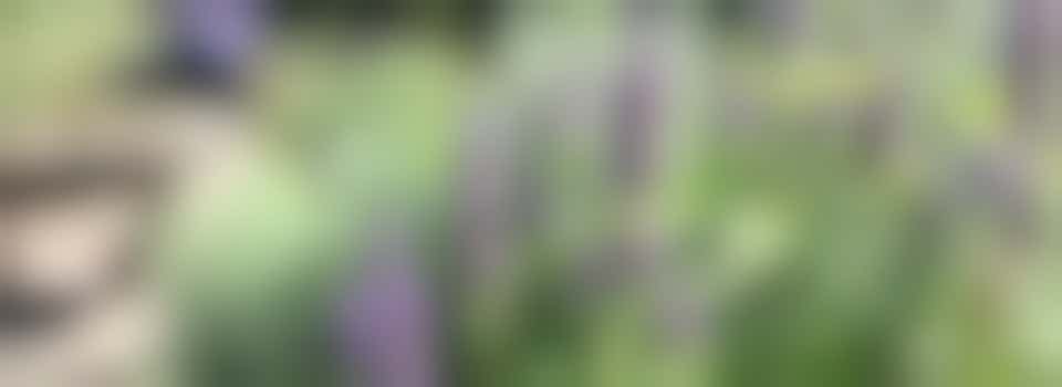 Cut Flower Garden Volunteer at Hitchin Youth Allotment