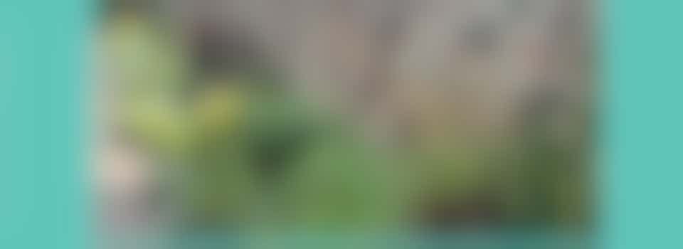 Town Wall Green Team