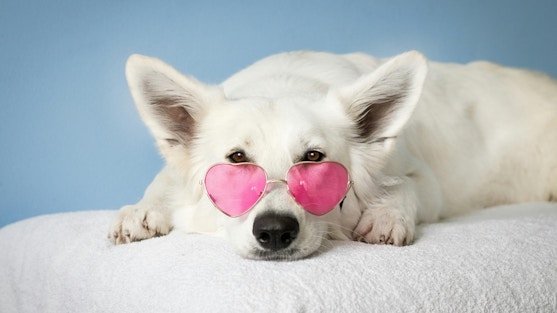 White dog posing with pink heart shaped glasses