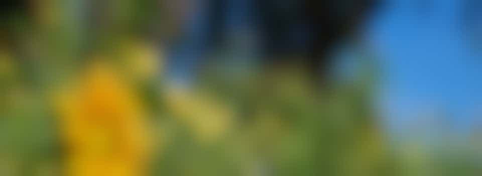 Volunteer Vegetable/picking garden