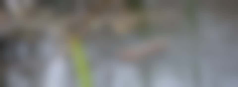 Honorary Warden for Silvermeade (Rangers Team)