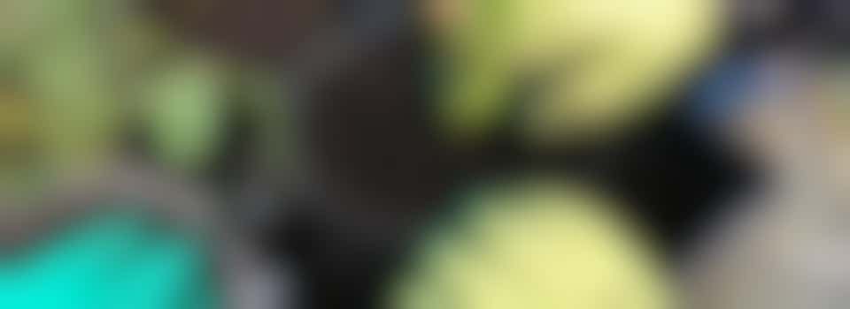 Chat Central: Group Volunteering at The People's Patch Community Garden