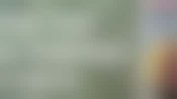 Christmas Tree Collection 11th Jan 2026