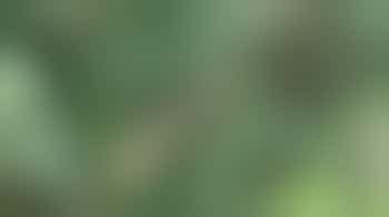 Bringing Biodiversity to Bedgrove Spinney