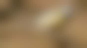 IVN Lezing: Vogels en Klimaat