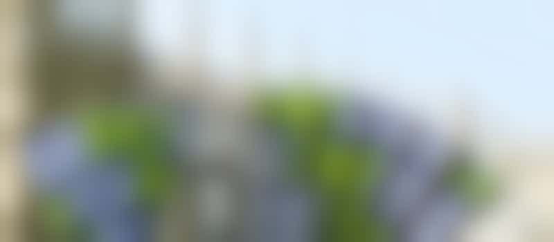 Cambridge Half Marathon - Event Cheerer