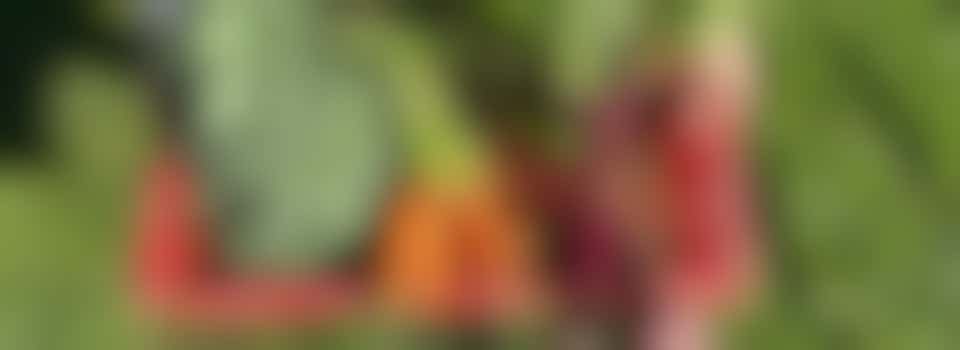 Ambassadeur Lekker Lokaal voedsel