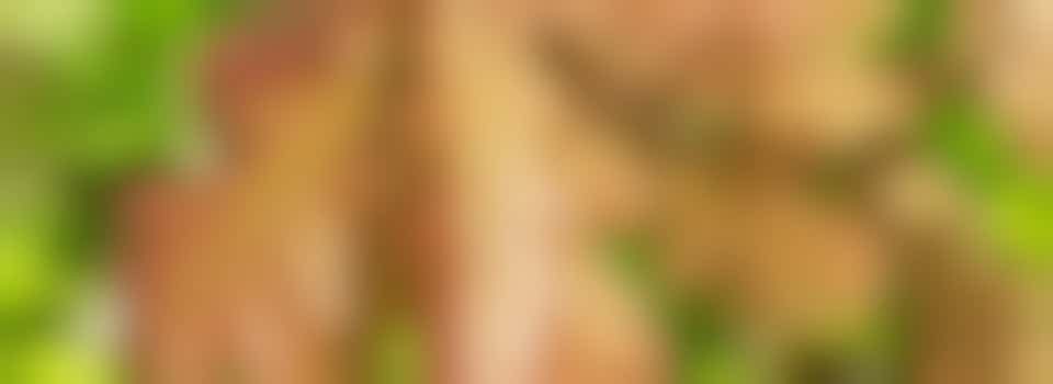 Caring for Trees - Community Woodland - Wednesday 28 May - 9:30 am to 12:30 pm