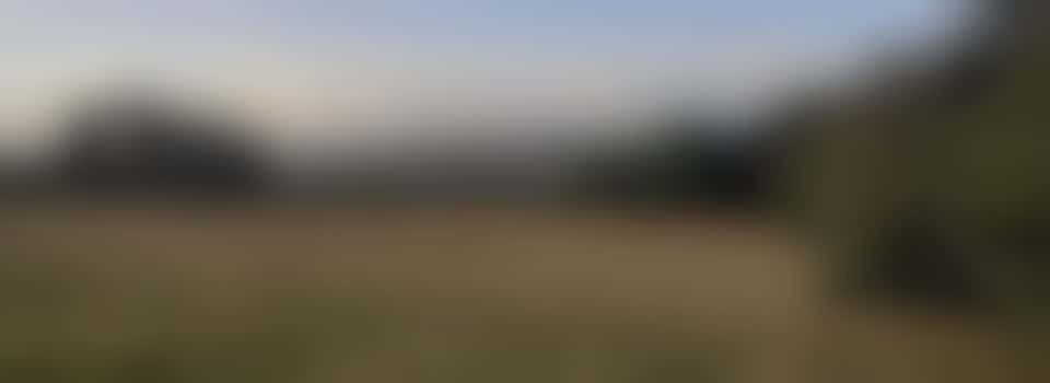 Weekend Trail Trimming - Tree Trail - Saturday 24 May - 10:30 am - 12:30 pm