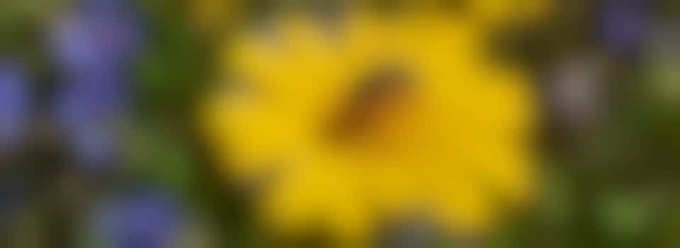 Planting Plug Plants and Trimming - Wed 26th November 9.30 am