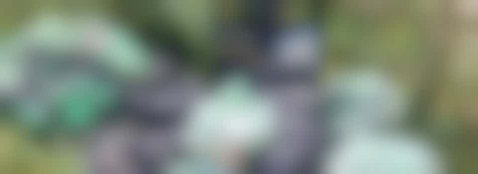 Weekend Litter Pick - Sunday 25 May - 10:30 - 12pm