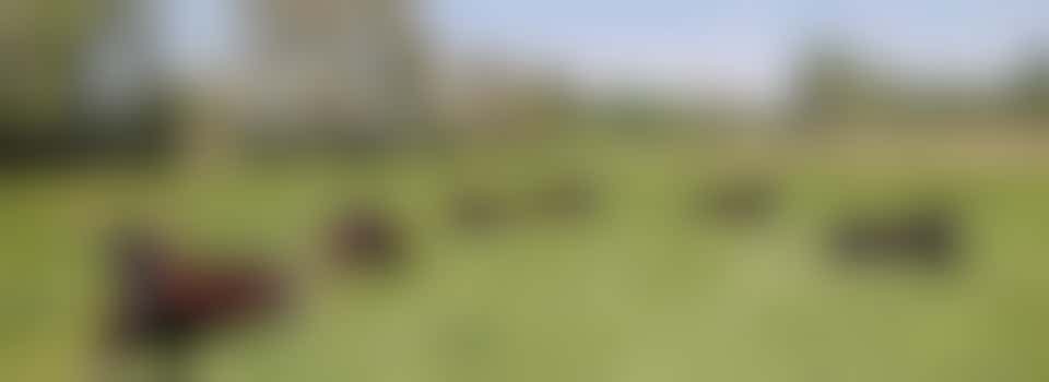 Walking cows - Friday 4 July - 10 am