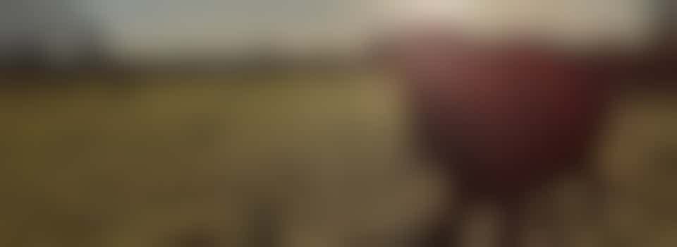 Walking cows - Monday 11th August - 10.15 am