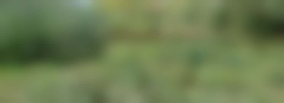 Clearing the Floodplain - Monday 20 October - 9:30 - 12:30 pm