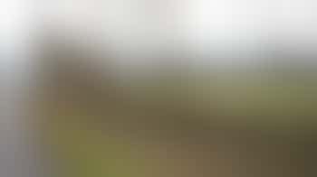 Trimming Hedges - Friday 12 September - Hucclecote Meadows SSSI