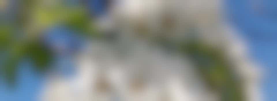 Tree Care and Trimming - Friday 22 August - Appleton Way Balancing Pond