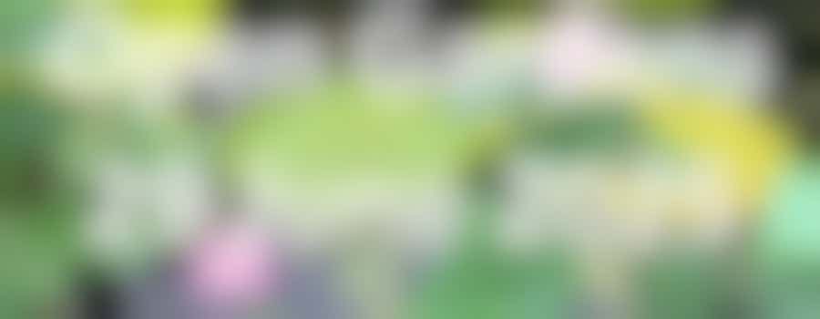 Moseley in Bloom Open Gardens: shifts serving tea/selling tickets