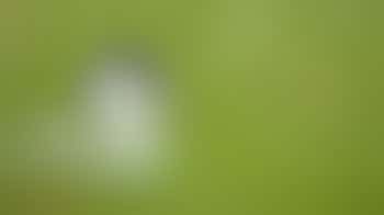 RSPB Local Group Leader