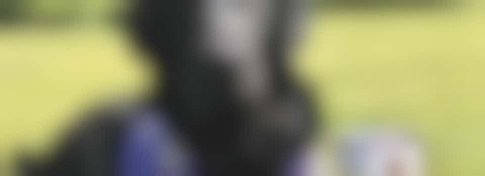 Collections Volunteer