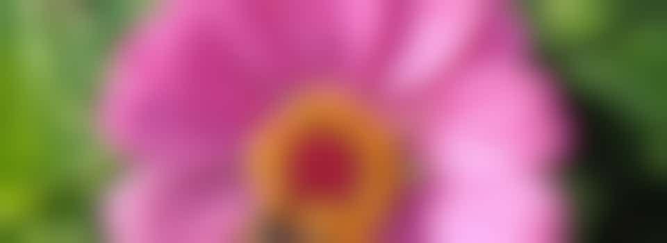 Versterk het bio bloementuin team!