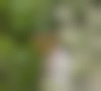 Brown Hairstreak Butterfly Surveyor