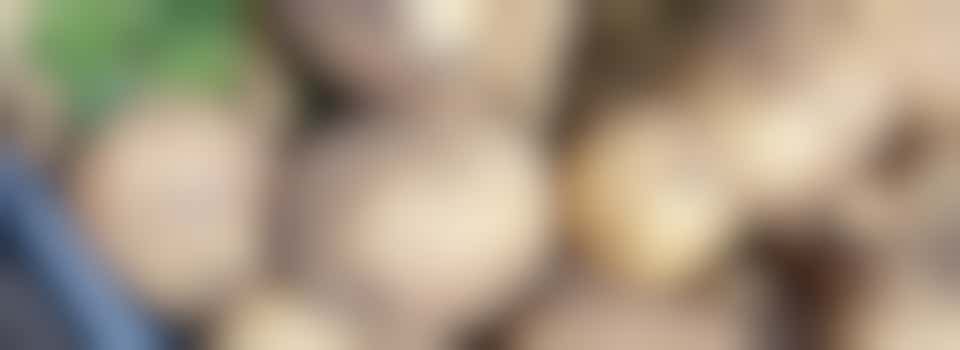 Chatham Place Community Garden