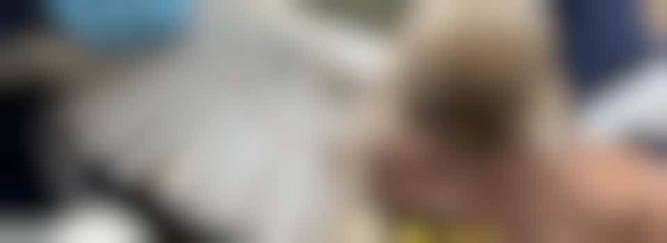 Algemeen bestuurslid Vogelopvang Utrecht