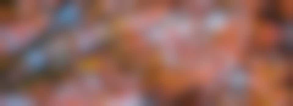 🍄🟫🌳Vrijwilliger gezocht voor natuur wandeling!🍄🟫🌳