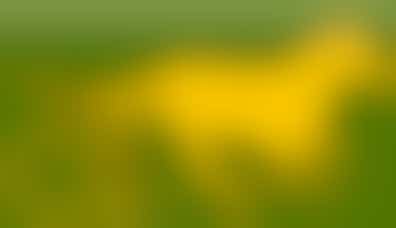 Eigen stage: helpen met de paarden opzadelen en borstelen