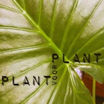 Plant voor Plant - Plantenasiel Maarssen