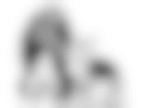 Animal Care Volunteer