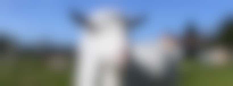 PACT Animal Sanctuary