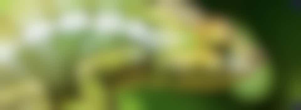 Young Climate Warriors