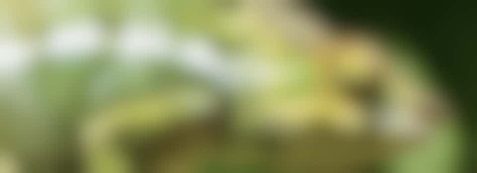 Young Climate Warriors