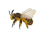 Bijenstichting
