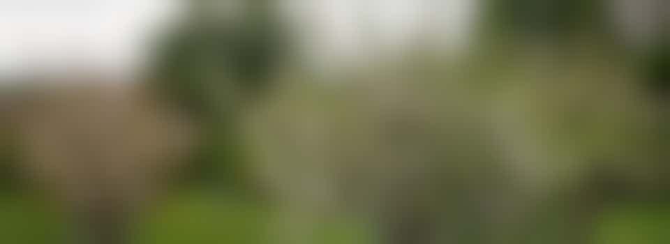 Mile Cross Projects and Events Group