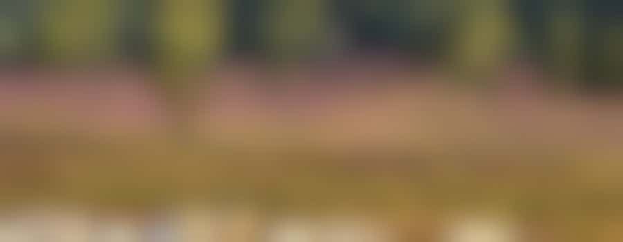 Eigen stage: Bomen zagen