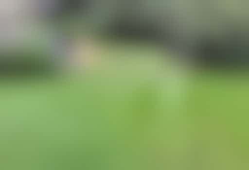 Eigen stage: helpen in de tuinen